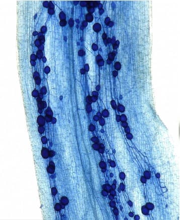 Champignons mycorhiziens arbusculaires sur racine
