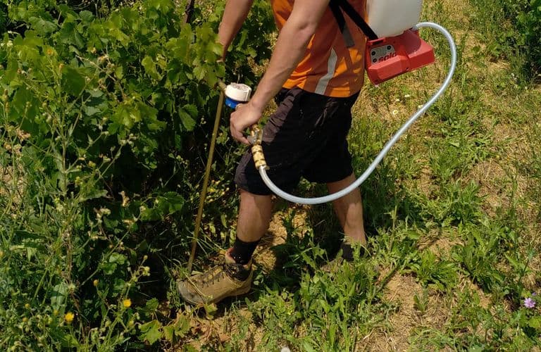 Inoculation MYCOTERROIR® sur une parcelle de vigne